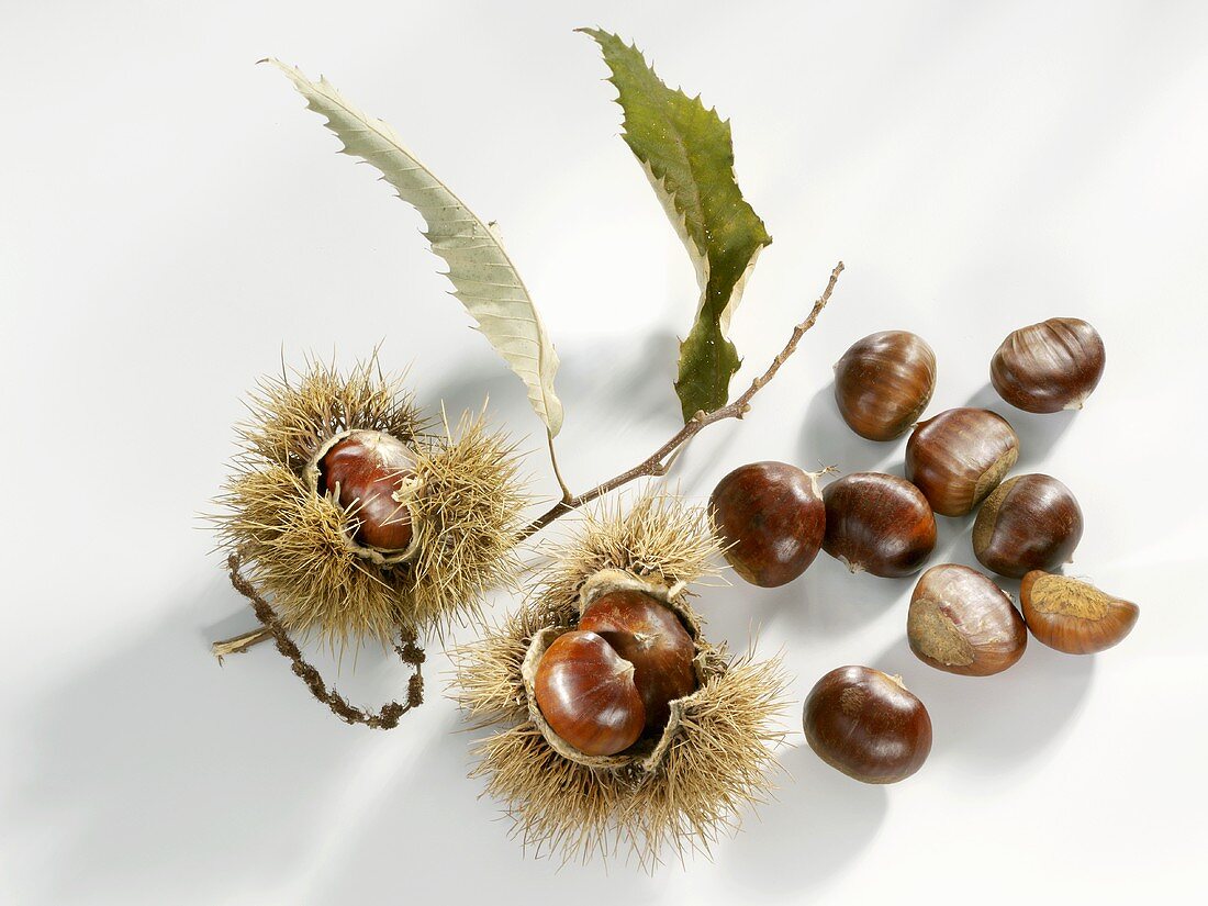 Sweet chestnuts with twig and shell