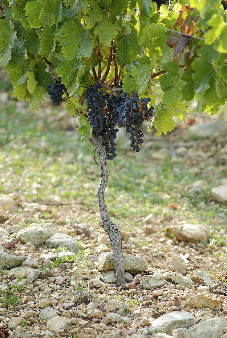 Merlot-Weintrauben an der Rebe (Frankreich)