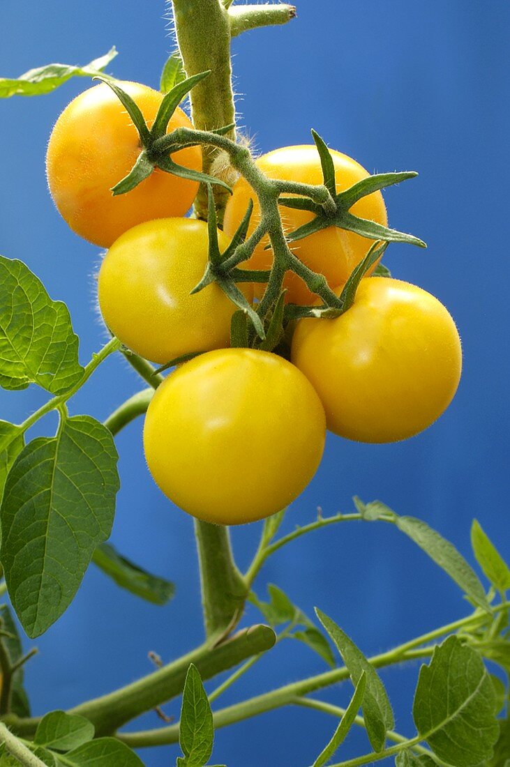 Gelbe Tomaten an der Pflanze