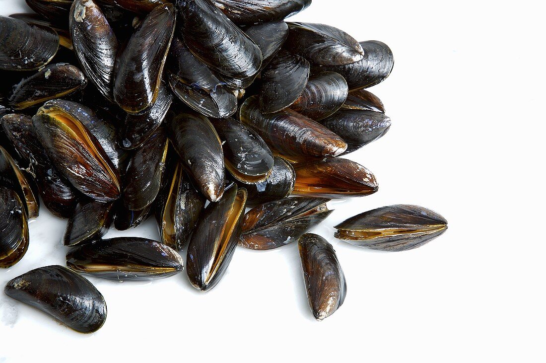 Mussels