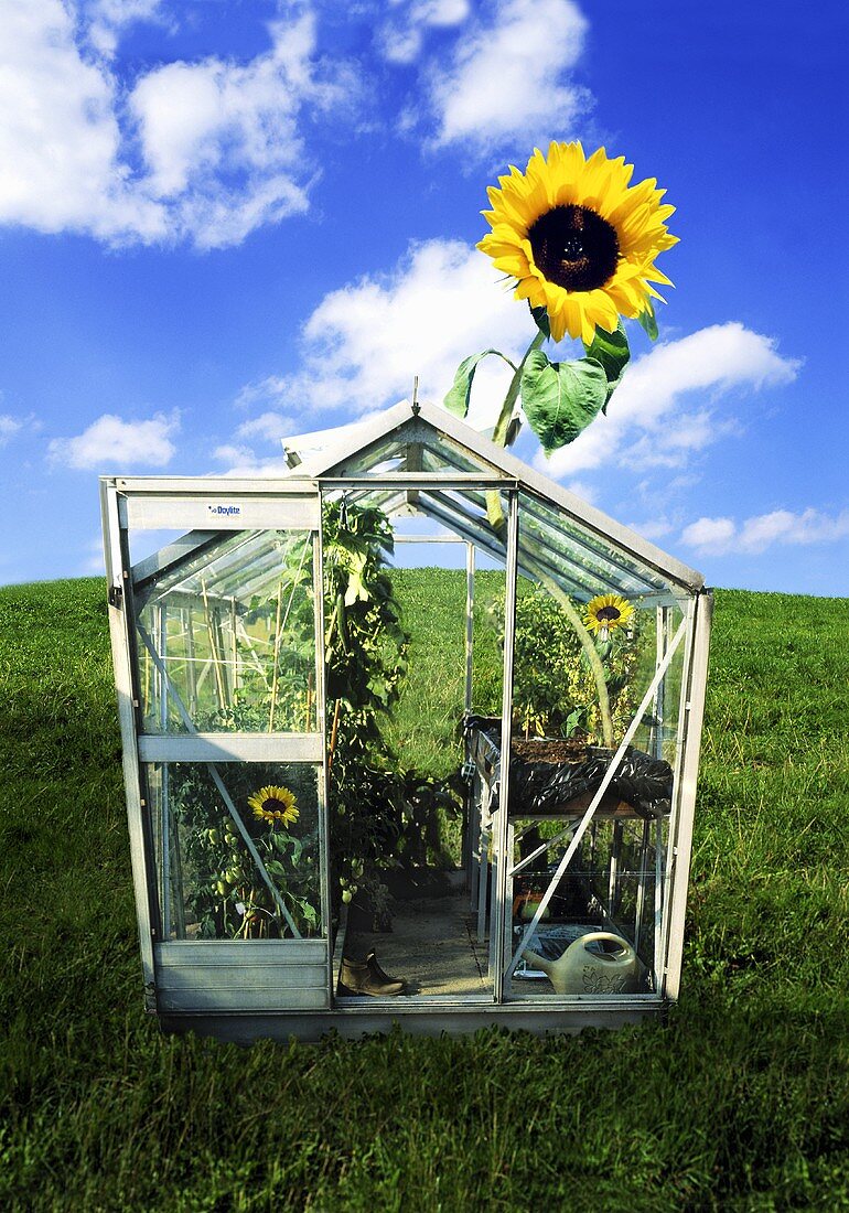 A sunflower growing out of a greenhouse