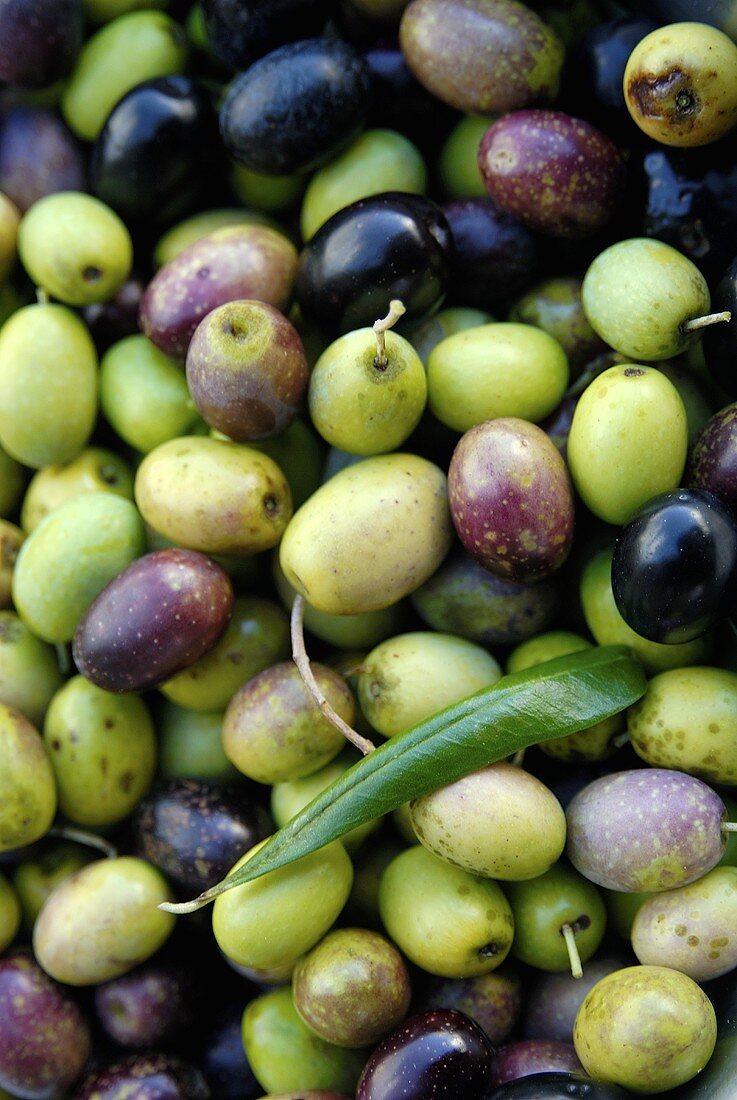 Grüne und schwarze Oliven