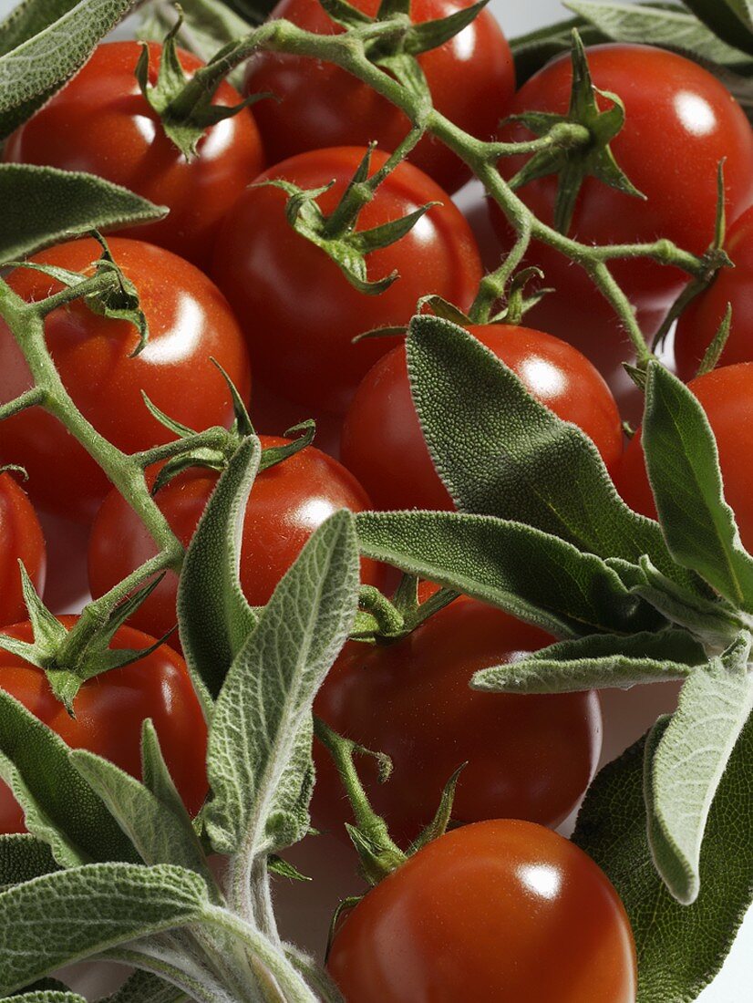 Fresh tomatoes and sage