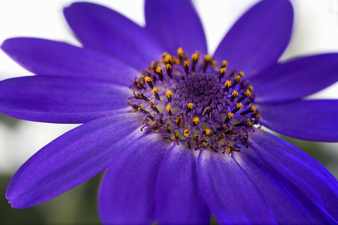 A cineraria flower