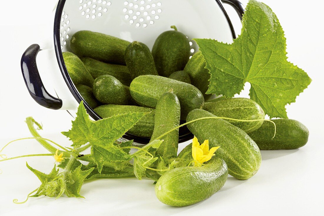 Fresh cucumbers in an upset colander