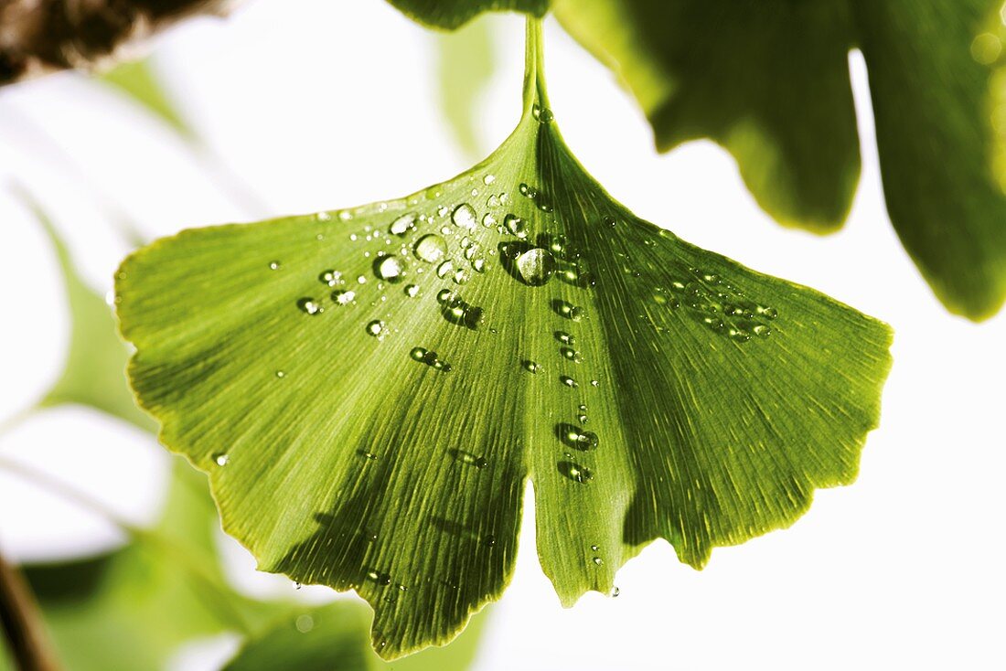 Ginkgo leaf with drops of water