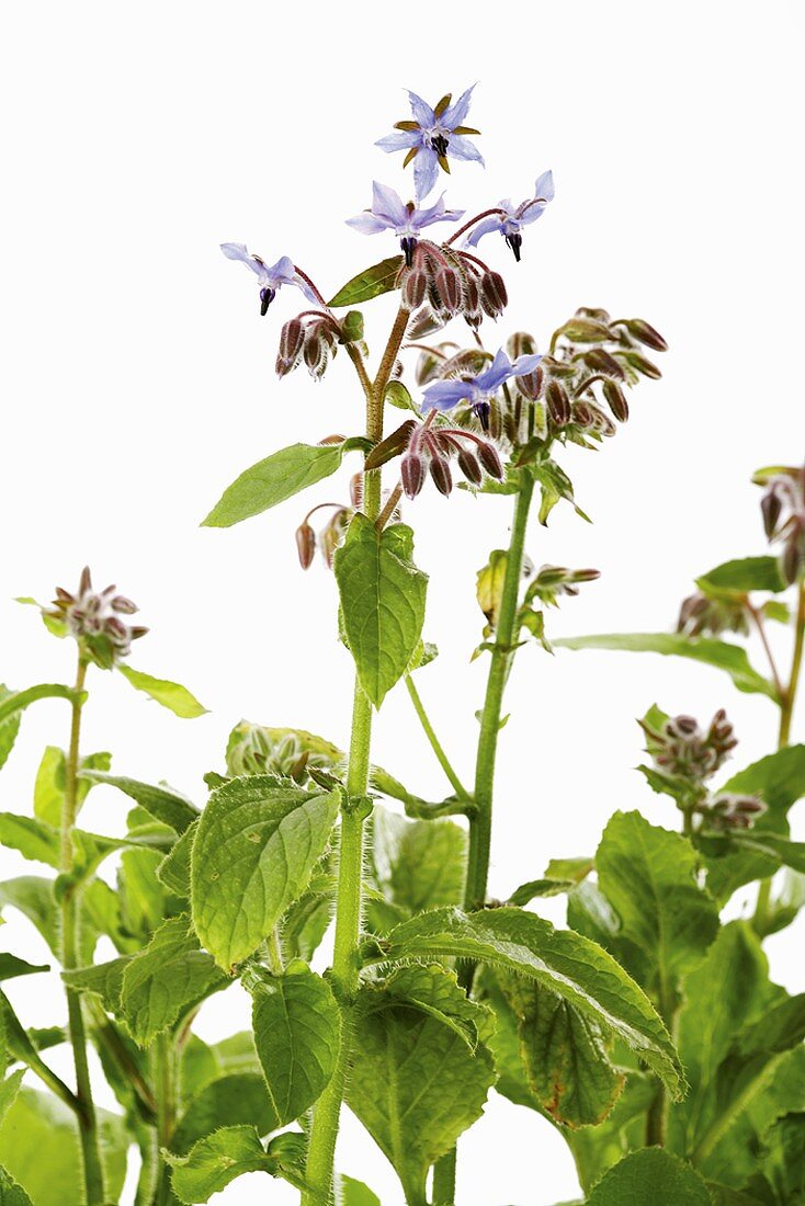 Flowering borage