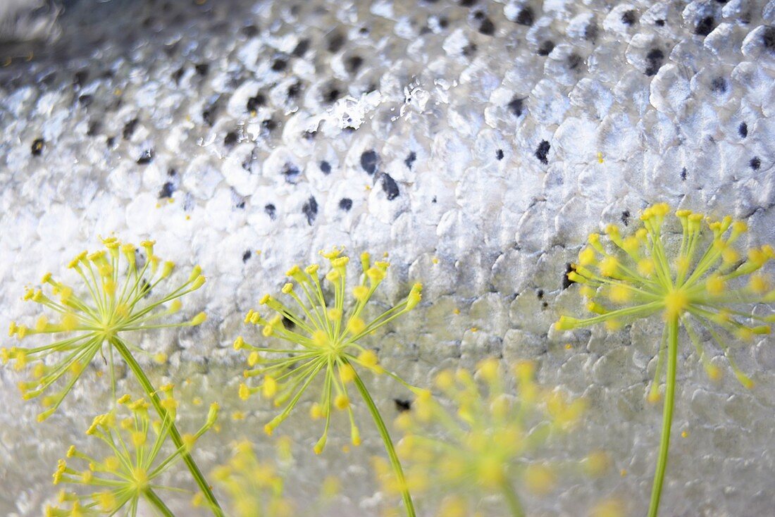 Dill flowers with a salmon in the background