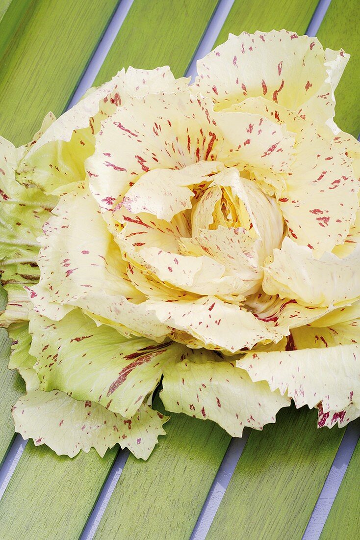 Ein Radicchio de Castelfranco