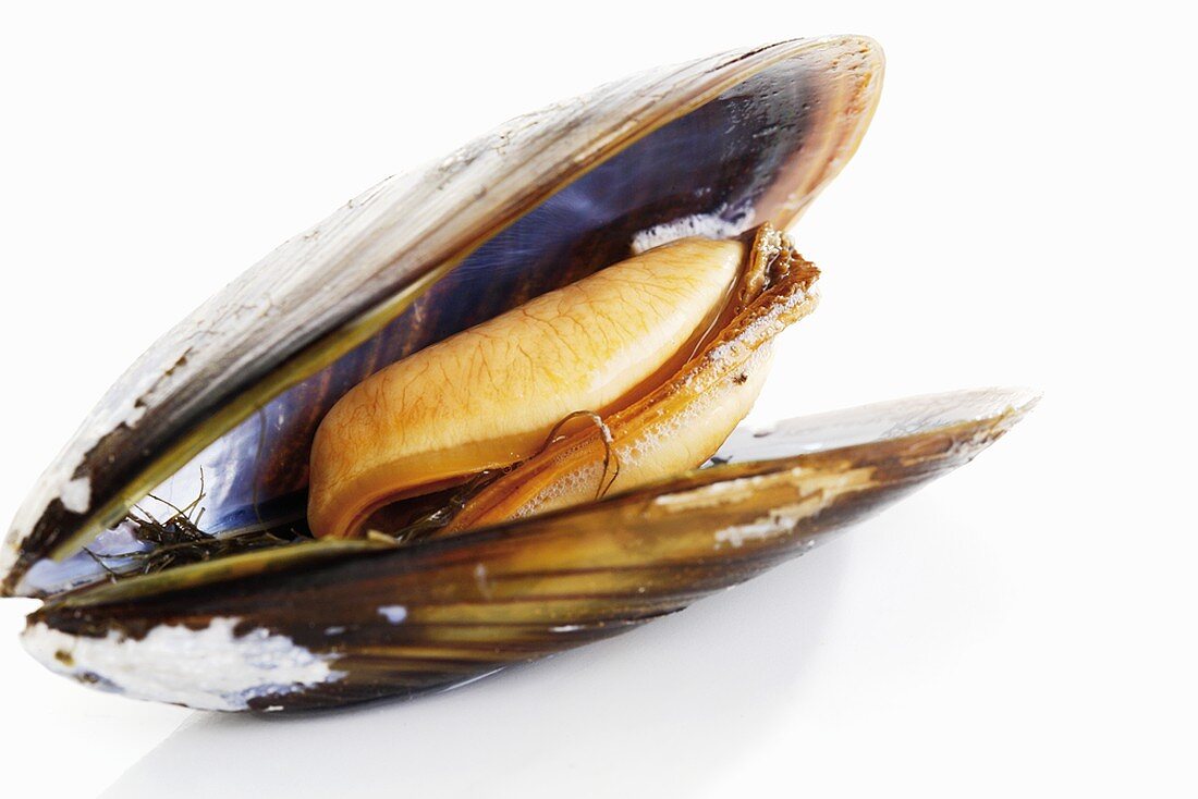 An open mussel