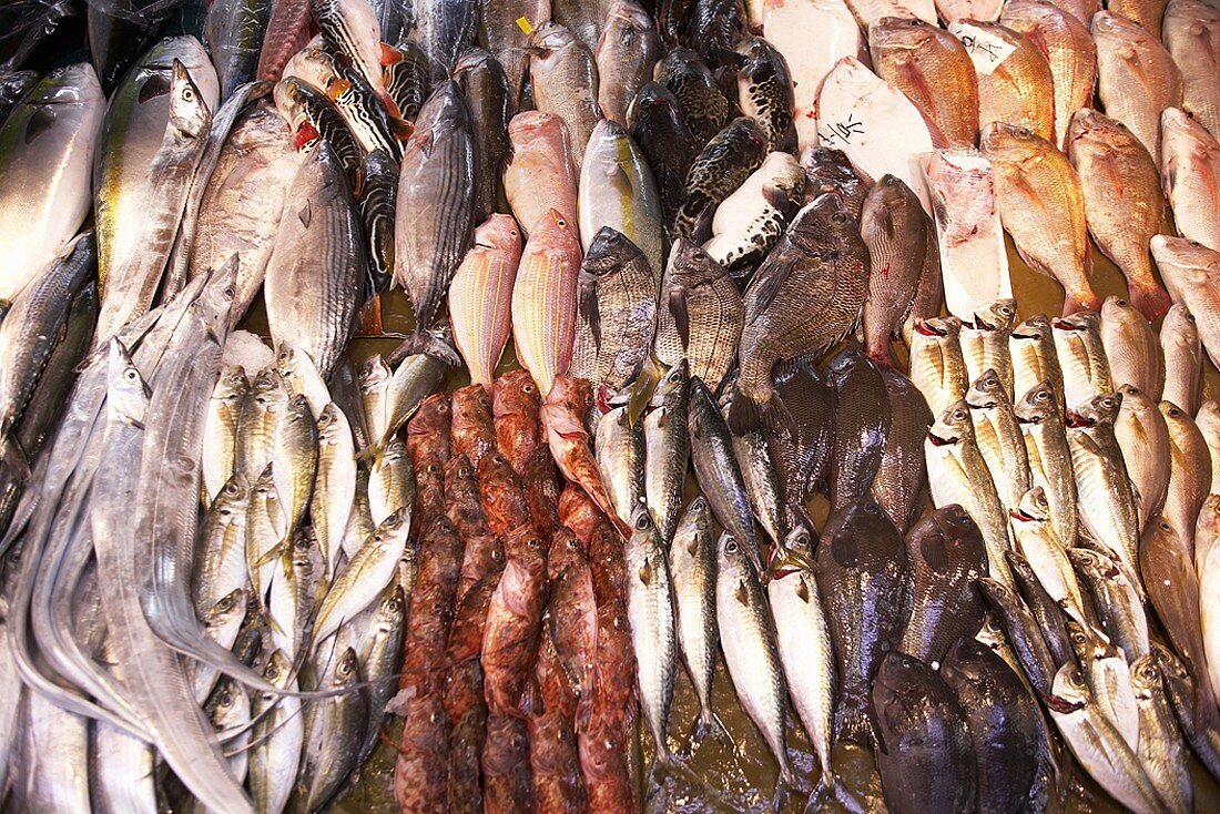 Fische auf dem Markt in Japan