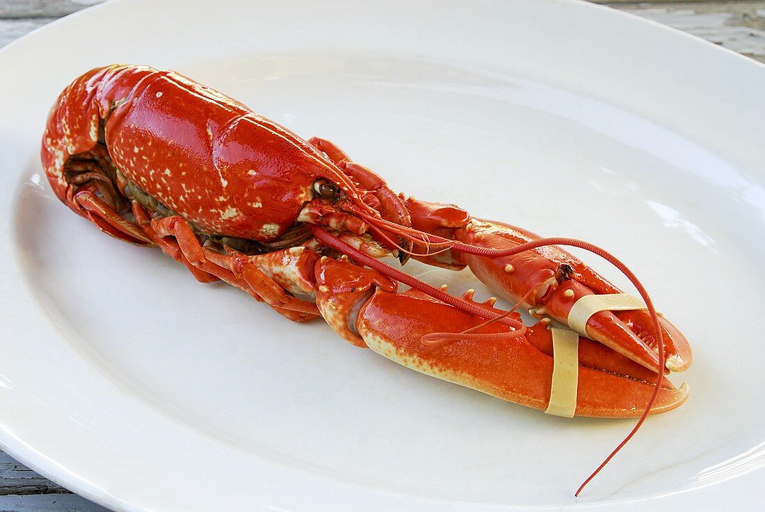 A cooked lobster on a platter
