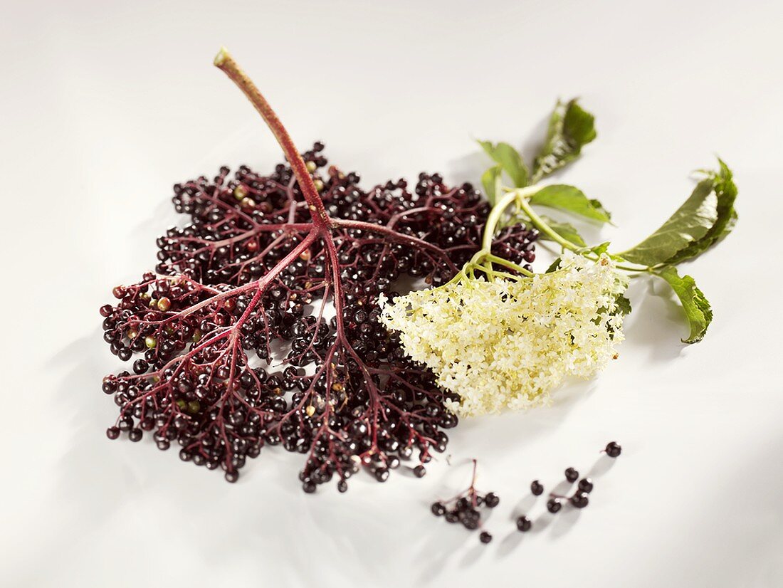 Fresh elderberries and elderflowers