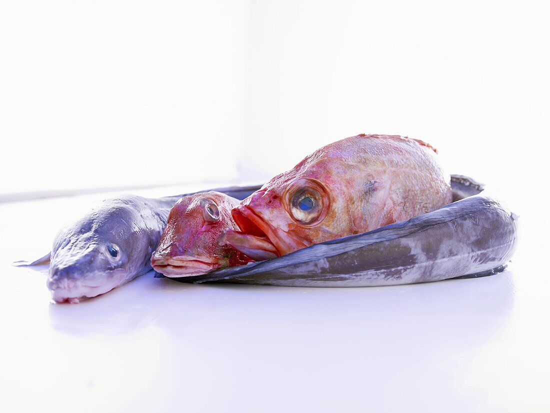 Three saltwater fish: conger eel, gurnard, redfish