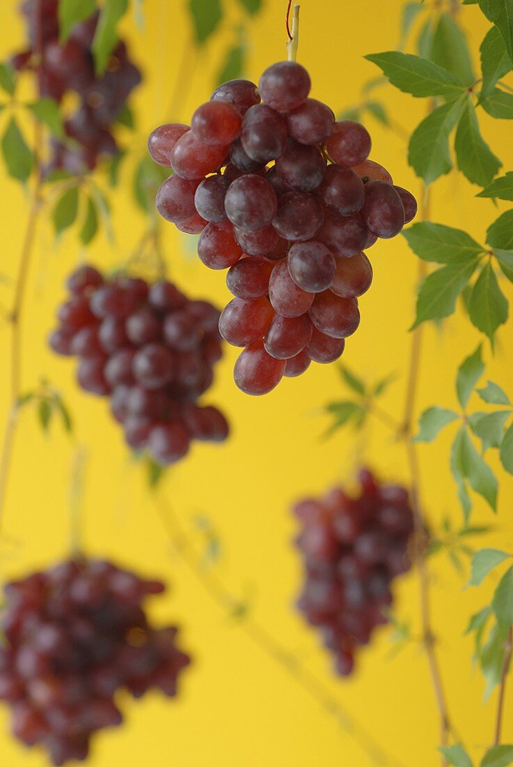 Red grapes, hanging against yellow background