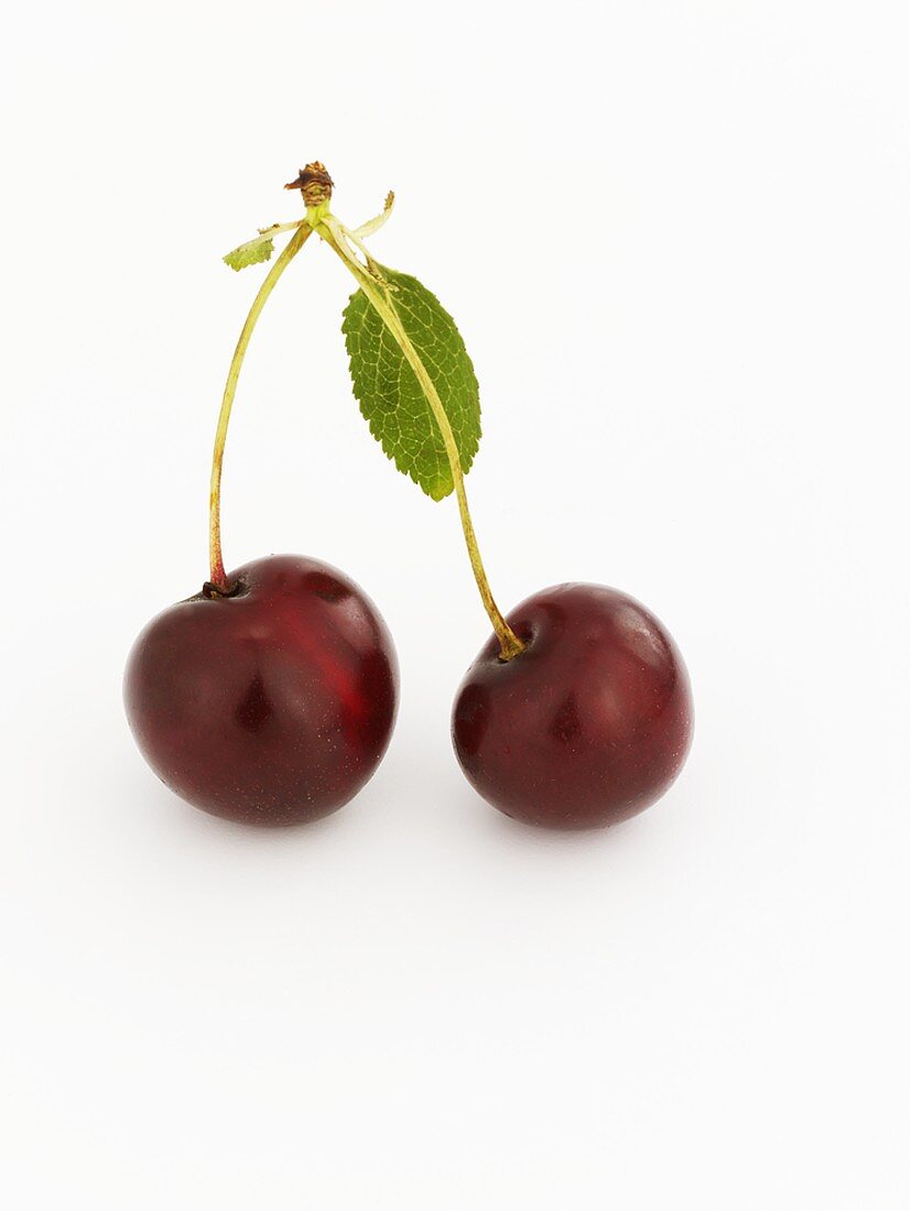 A pair of cherries with stalks and leaf