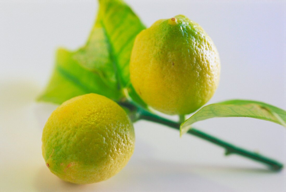 Zwei frische Zitronen am Zweig