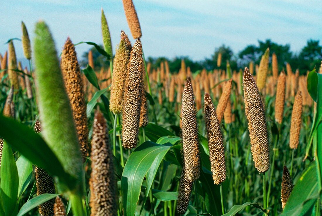 A field of millet