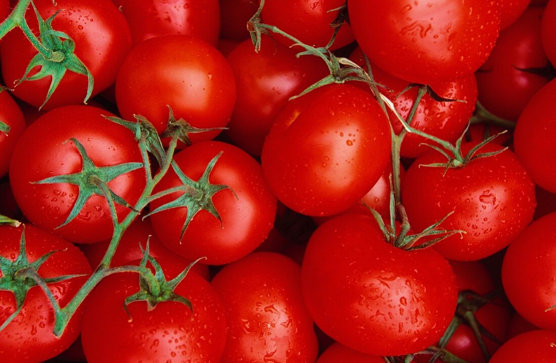 Viele Tomaten (bildfüllend)
