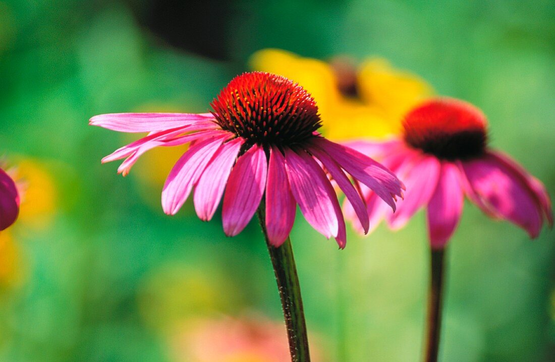 Echinacea