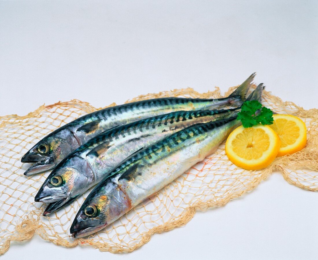 Three mackerel