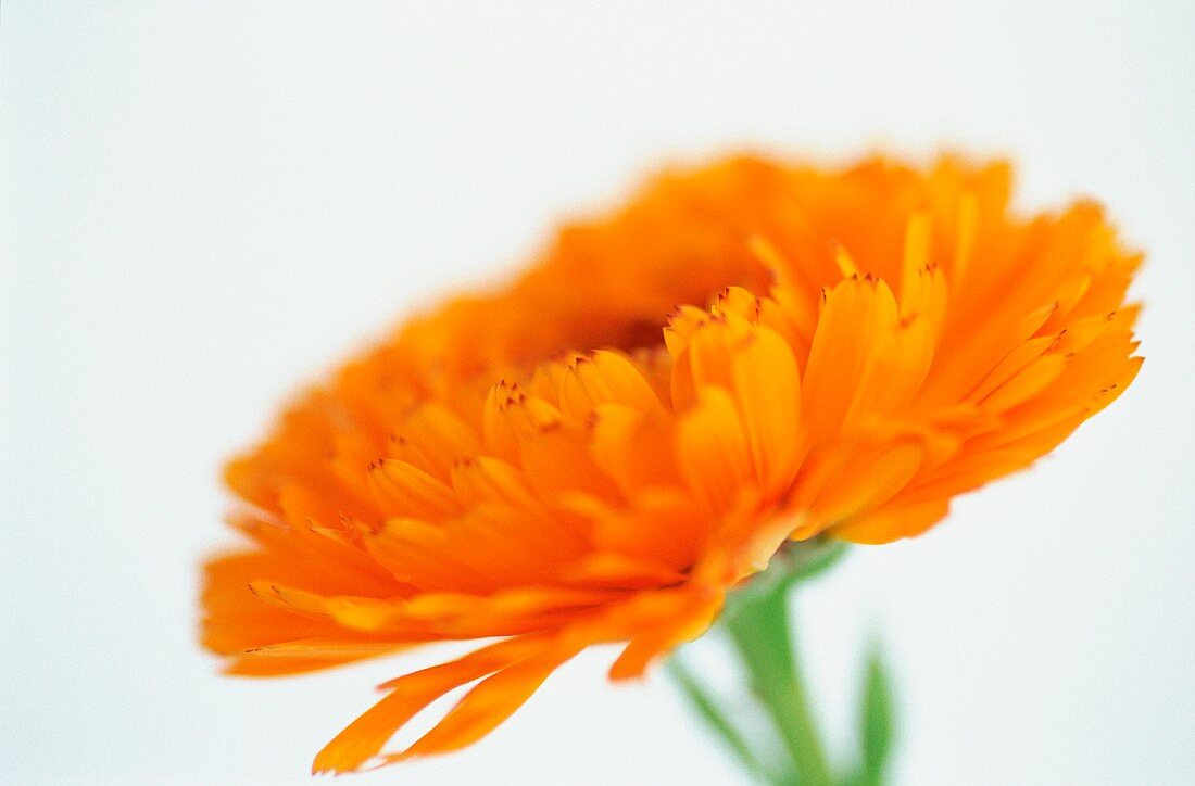 A marigold