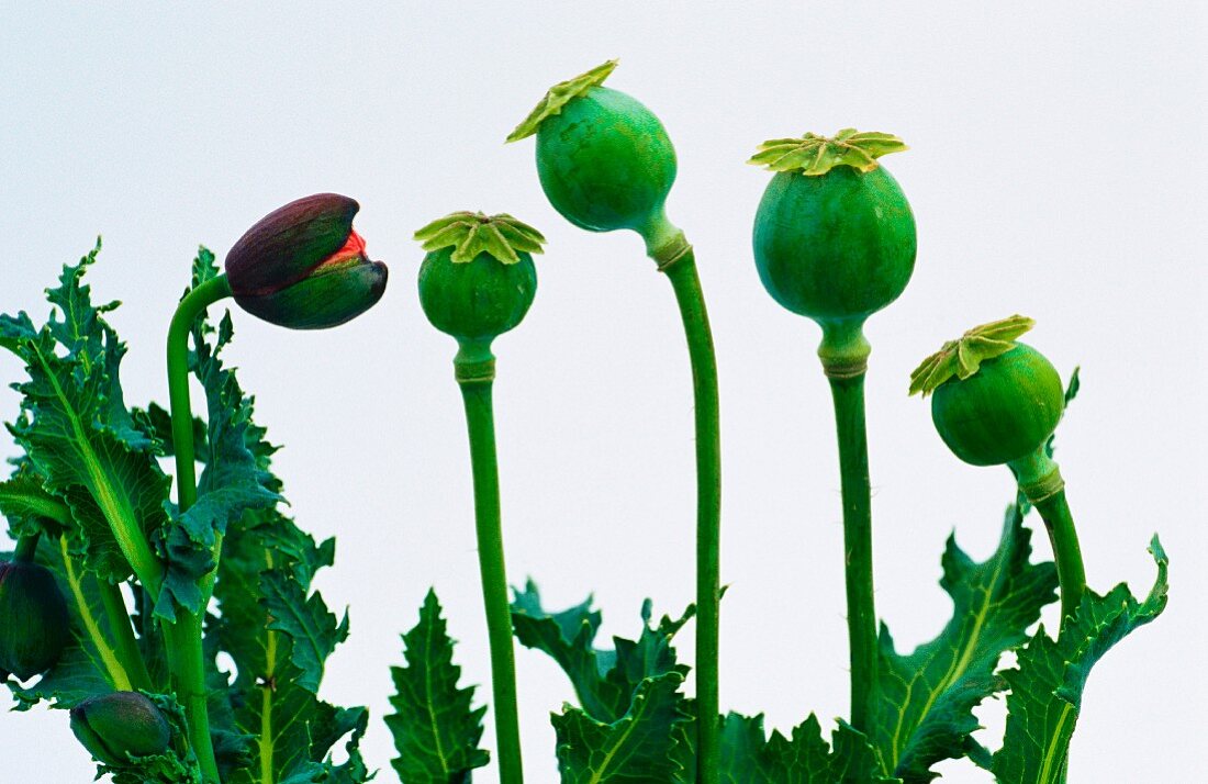 Mohn- und Mohnkapseln