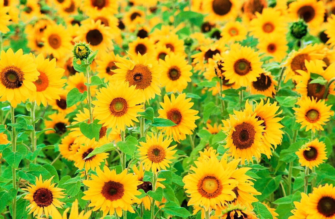 Ein Feld mit Sonnenblumen