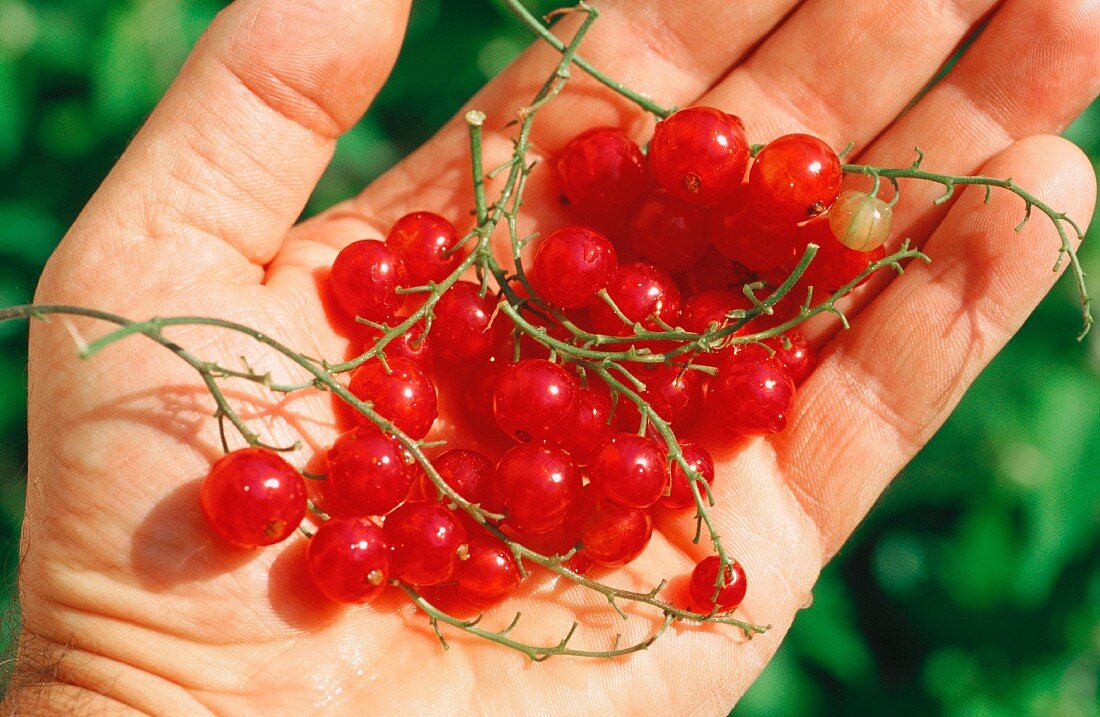 Rote Johannisbeeren in Hand halten