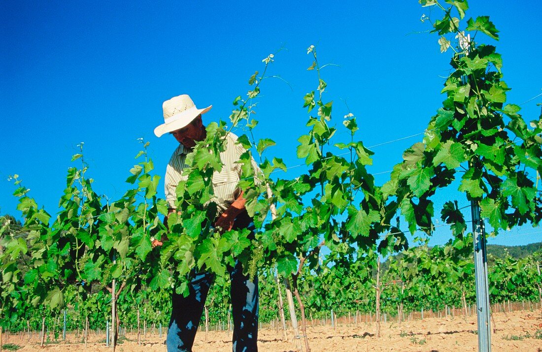 Mann arbeitet im Weinberg