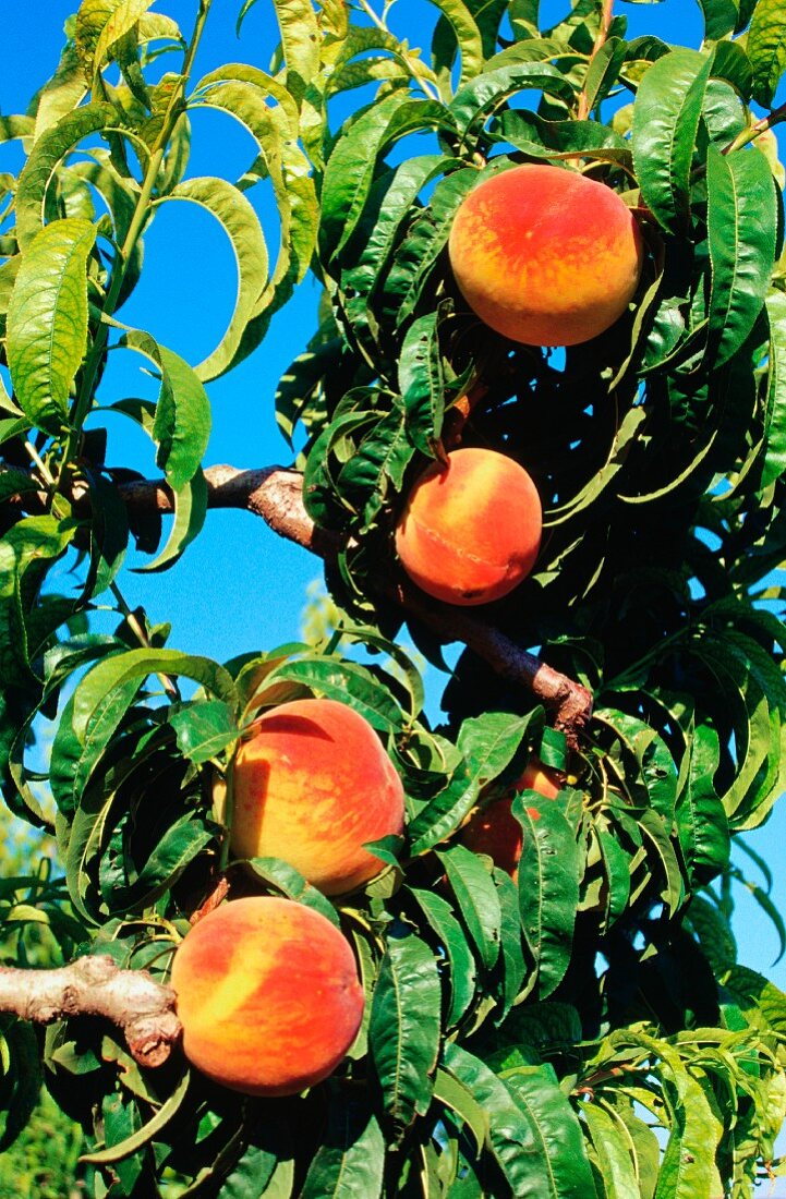 Peaches on the tree