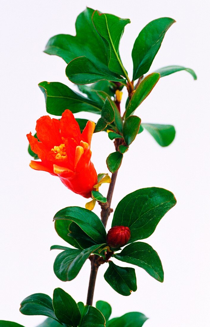A branch of a pomegranate tree with flowers