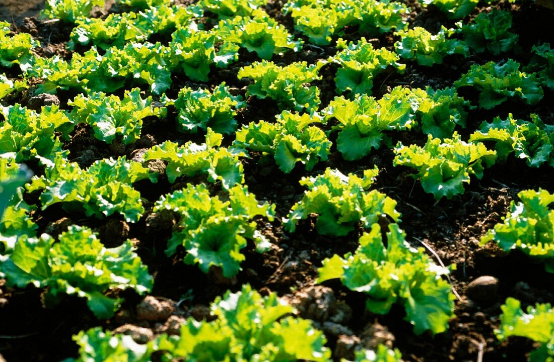 Lettuce being grown