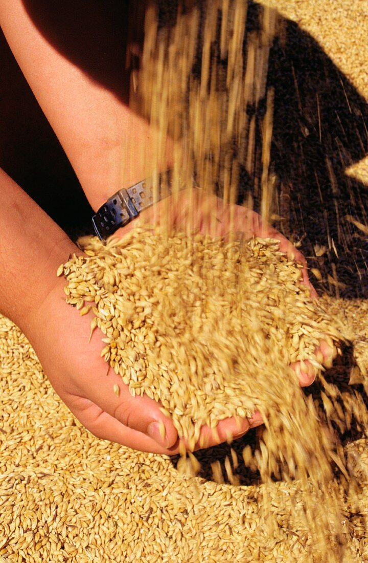 Barley pouring into someone's hands