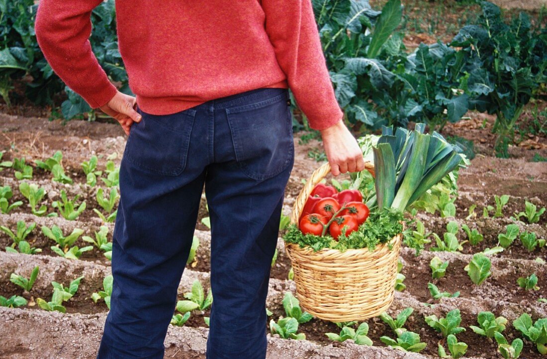 Holding a basket of harvested vegetables