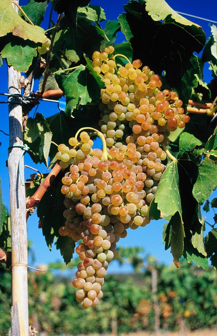 White wine grapes