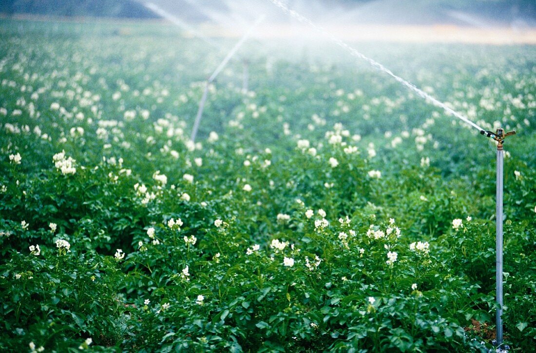 A field of potatoes being watered