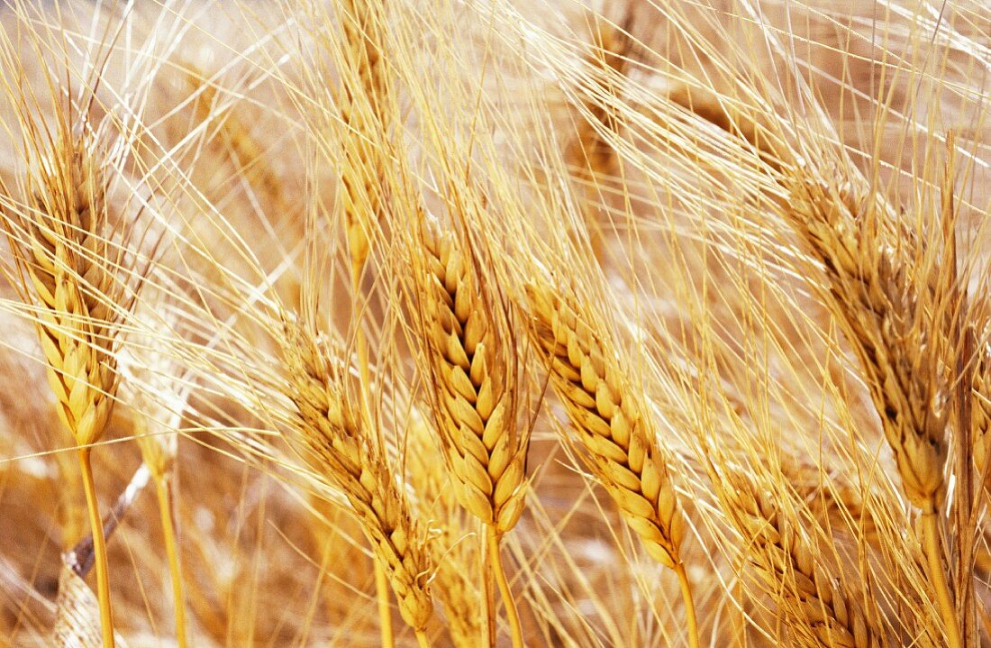 Wheat