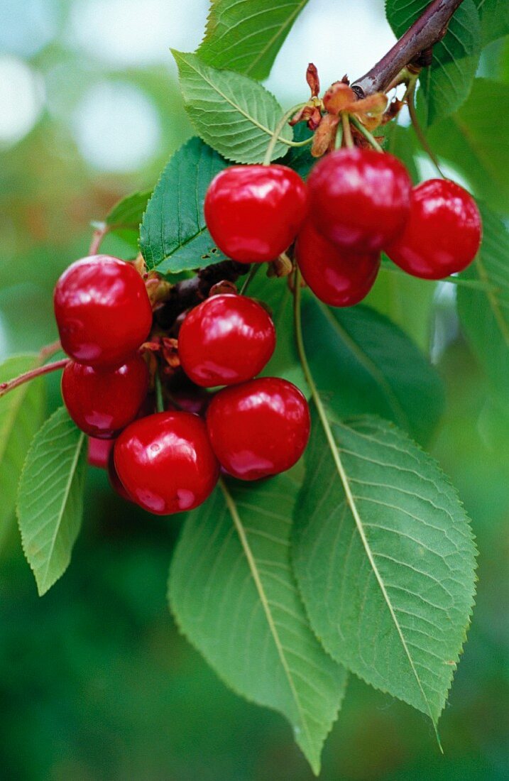 Cherries on the tree (close-up)