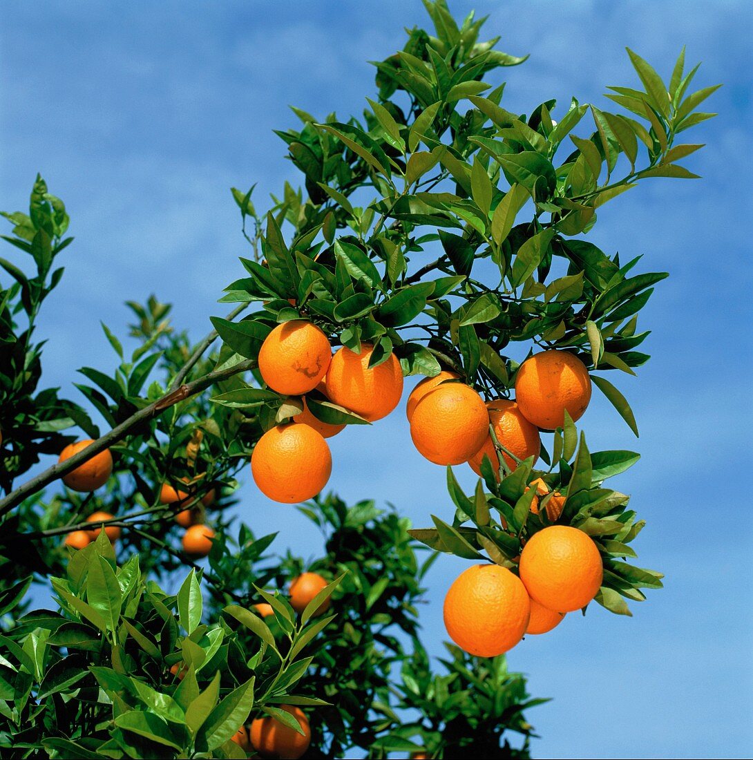 Orangen am Baum