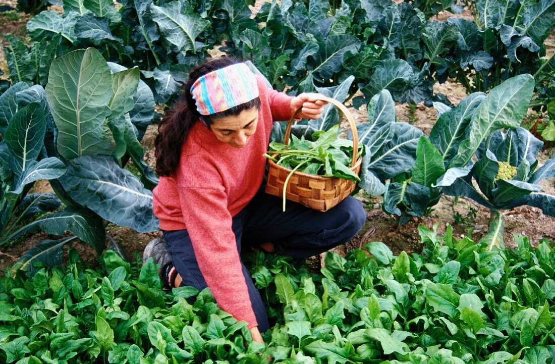 A woman working in the garden, harvesting spinach
