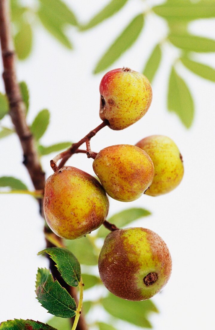 Sorbus domestica (service tree) with fruit