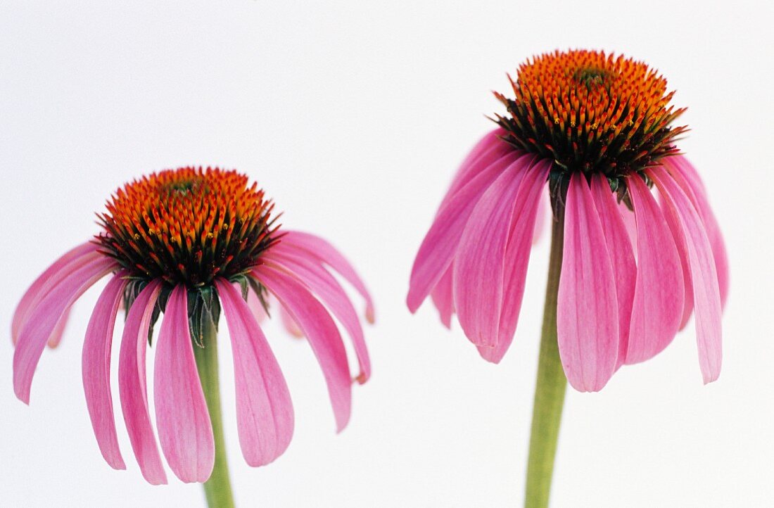 Echinacea