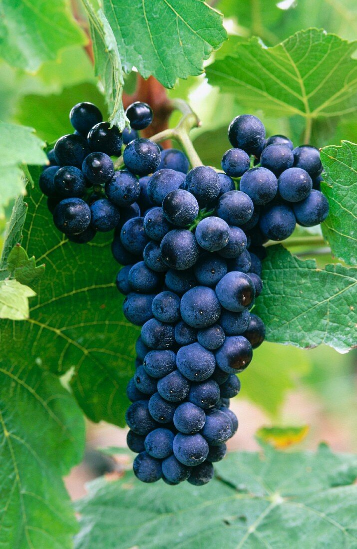 Red wine grapes