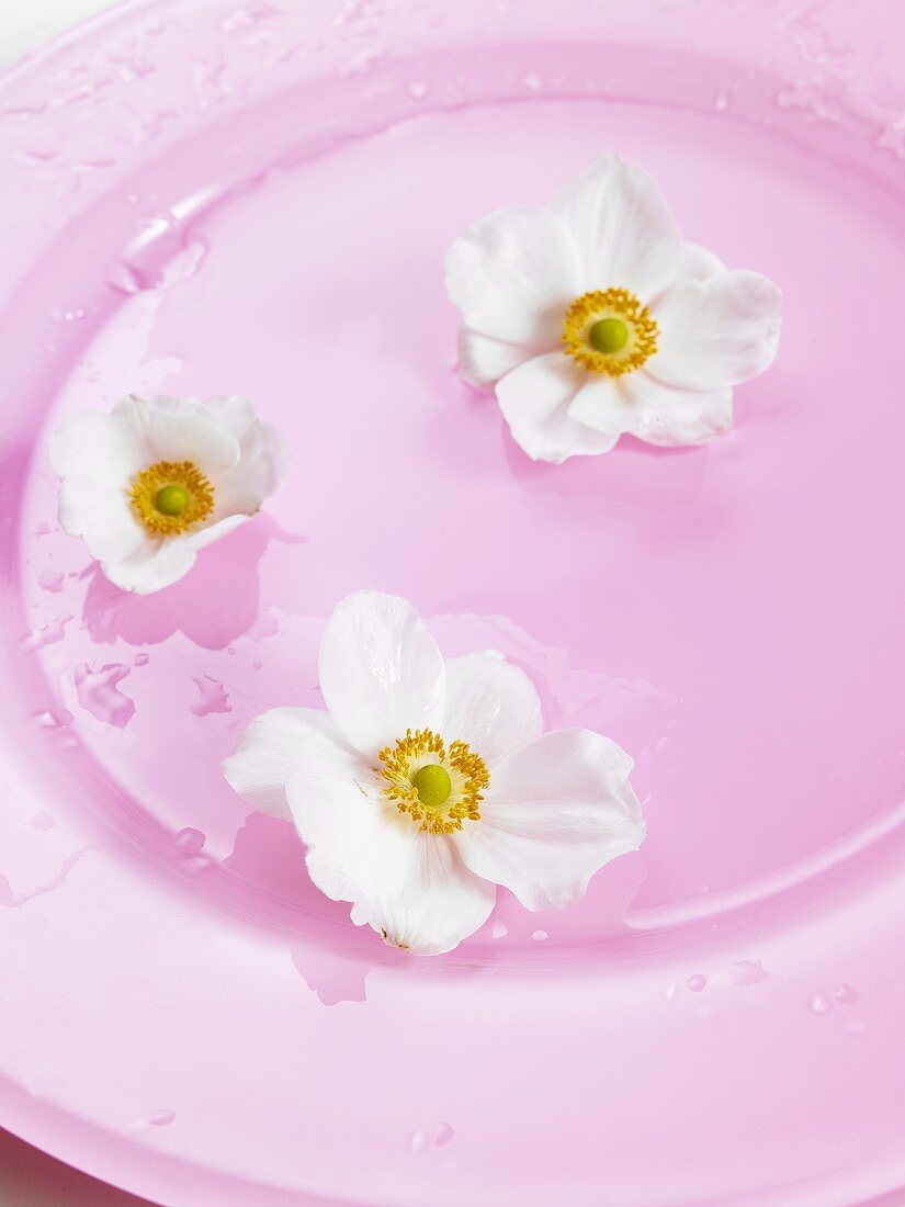 Japanese anemones on pink plate
