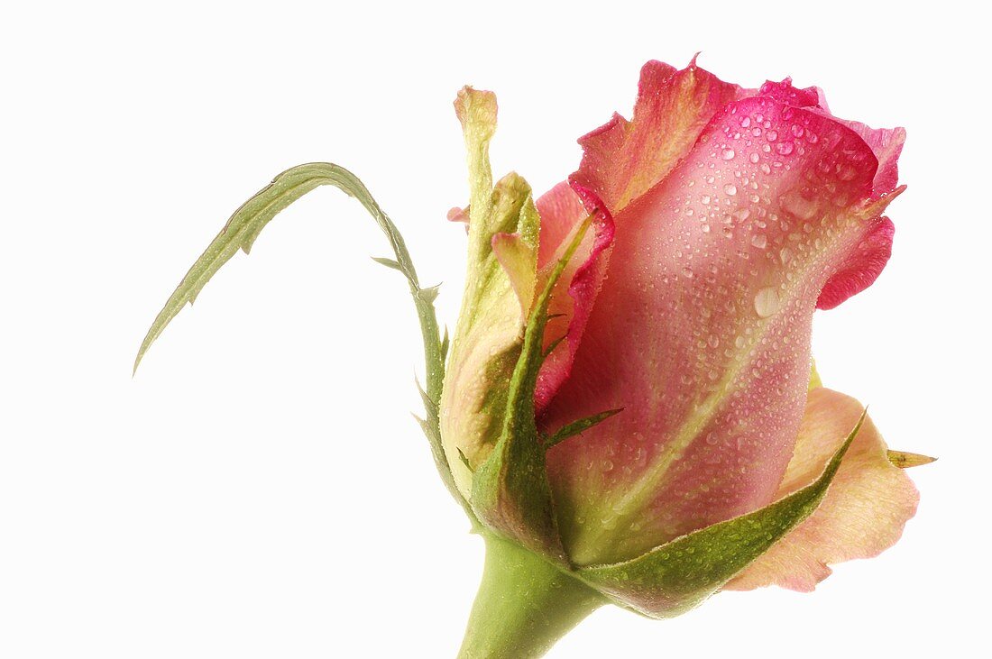 Pink rose, close-up