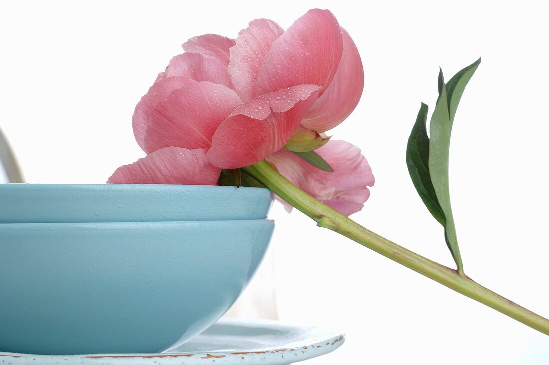 Peony on blue bowls