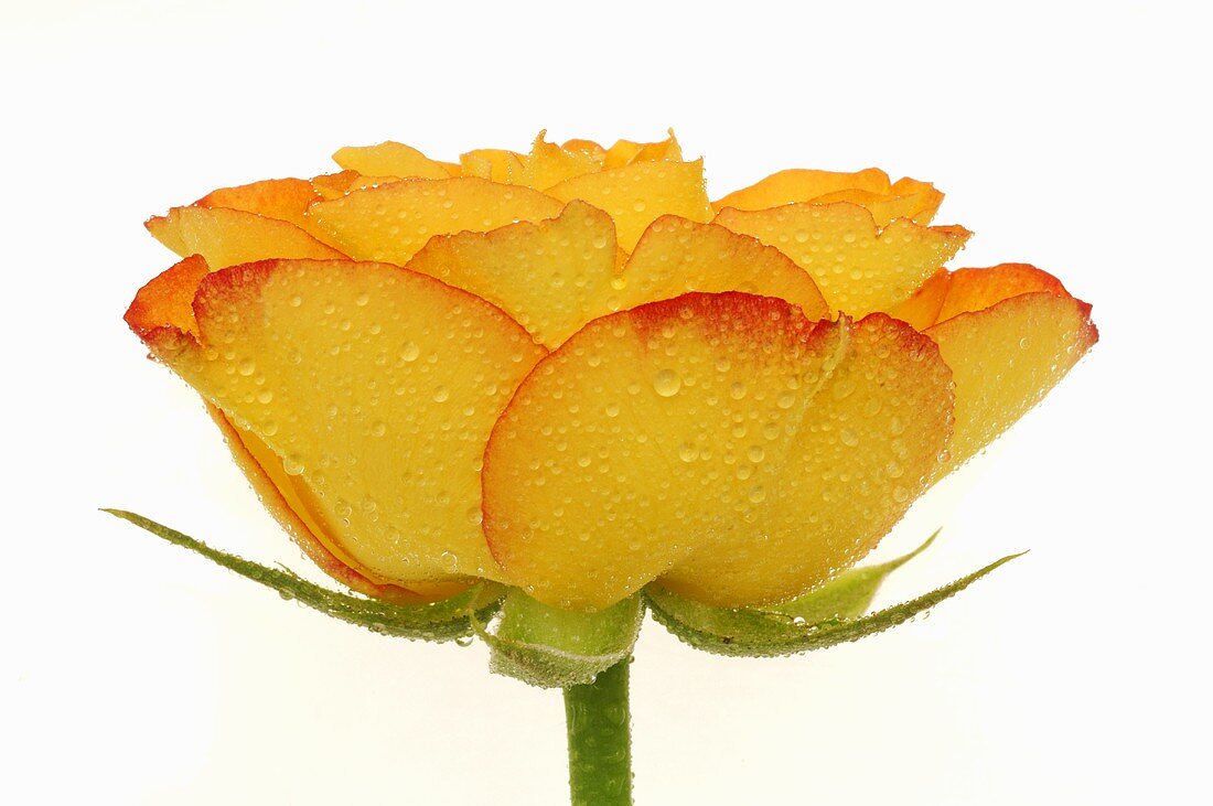 Yellow rose with drops of water