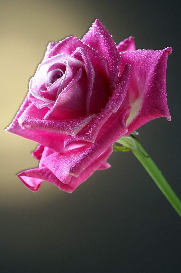 Pink rose