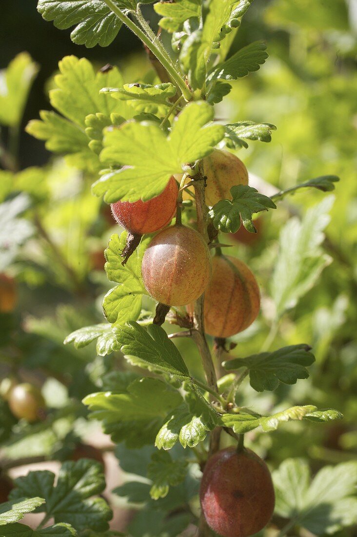 Stachelbeeren am Strauch